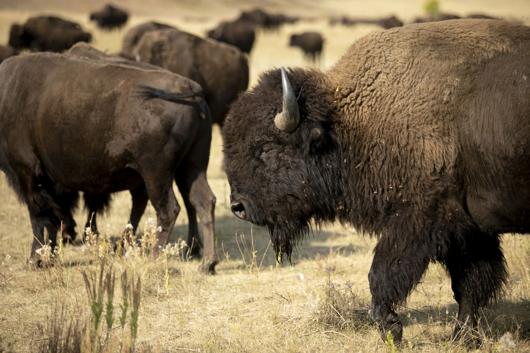 Buffalo Roundup Preview